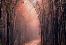 [NBA]“塞尔维亚魔术师”闪耀丹佛高原.